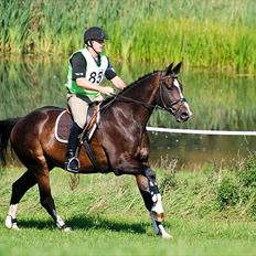 Dansk Varmblod Pittegårdens Winston