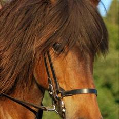 Islænder Salka fra Søsterbromølle