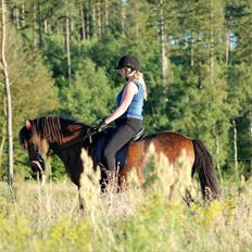 Islænder Salka fra Søsterbromølle