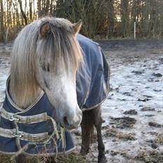 Welsh Mountain (sec A) Lærkegårdens Charm Boy
