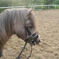 Welsh Mountain (sec A) Lærkegårdens Charm Boy
