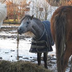 Welsh Mountain (sec A) Lærkegårdens Charm Boy