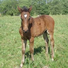 Dansk Varmblod Don lucifer di maltractare