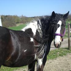 Irish Cob Talullah Belle