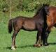 Welsh Pony af Cob-type (sec C) Maylie serenity (dnk)