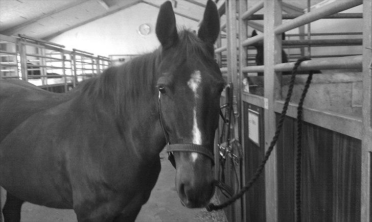 Anden særlig race Mira (Misty) - Mira på staldgangen ;) billede 16