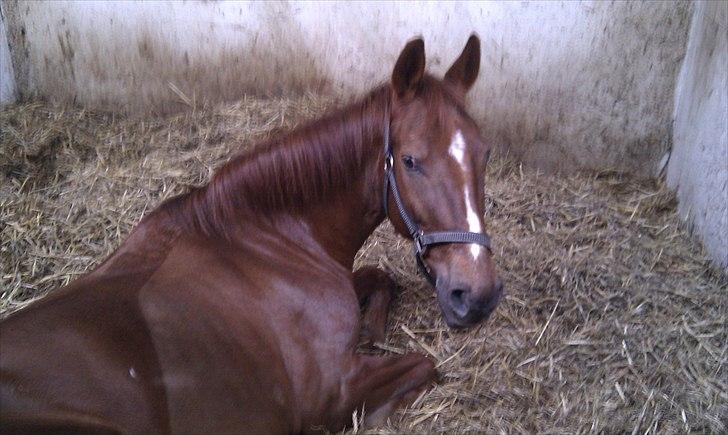 Anden særlig race Mira (Misty) - Mira der ligger ned ! <3 ELSKER DIG MUSSI ! <3 billede 17