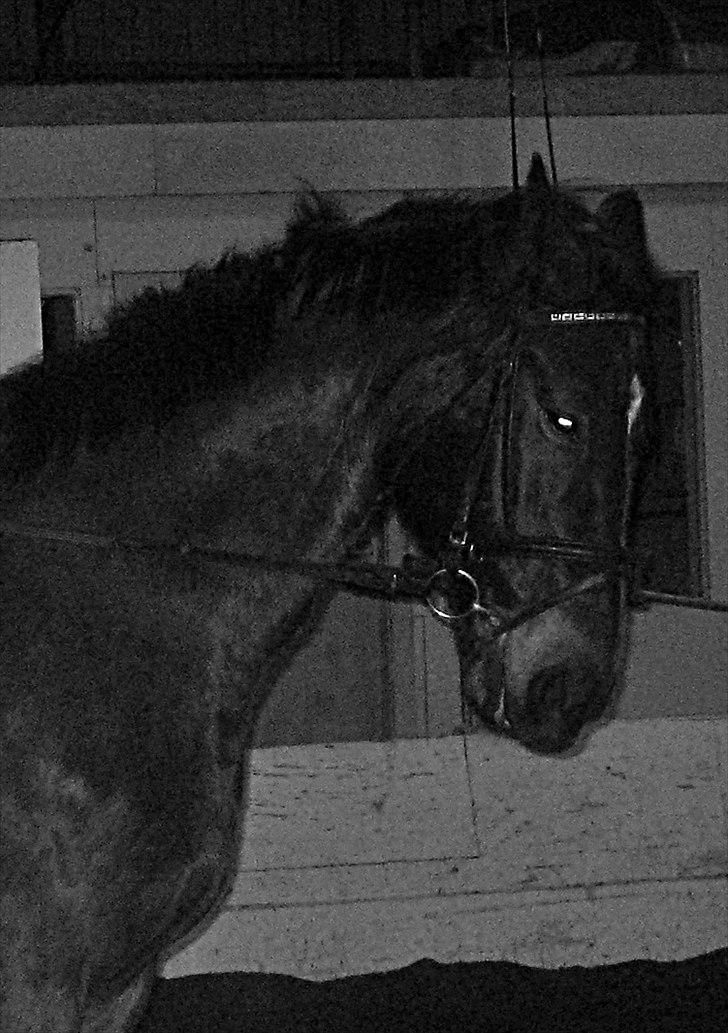 Anden særlig race Lucy rideskole(aflivet) billede 13