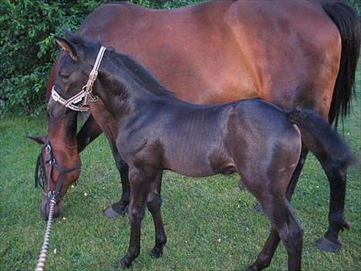 Anden særlig race Black Kanell - Kanell som føl, sammen med hans mor. billede 10