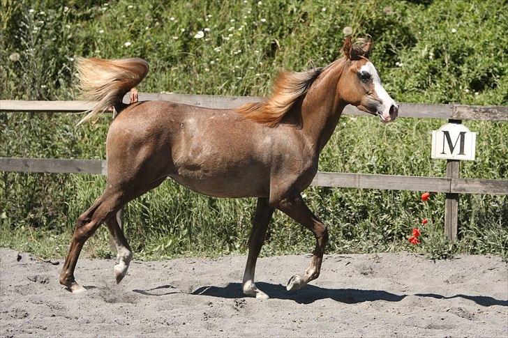 Arabisk fuldblod (OX) Wilejka billede 14