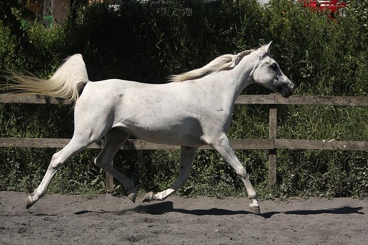 Arabisk fuldblod (OX) Gaysouna billede 11