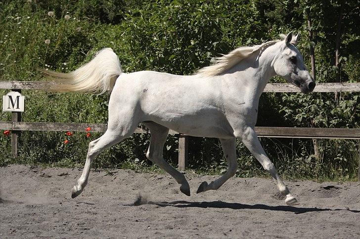 Arabisk fuldblod (OX) Gaysouna billede 12