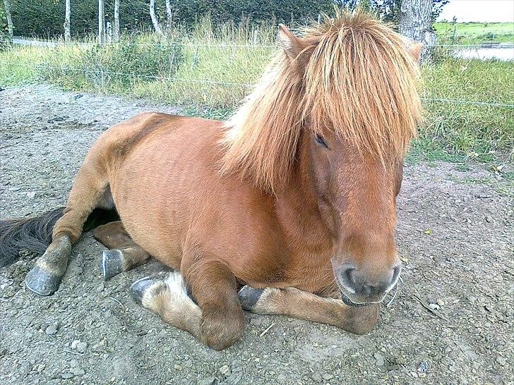 Islænder Gylfi fra økobo billede 1