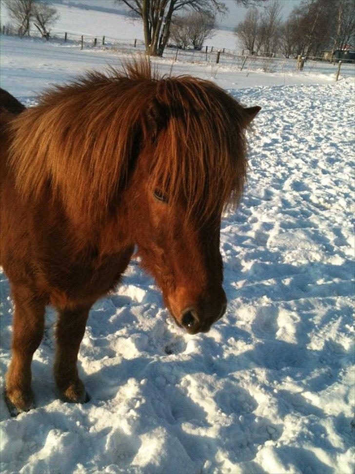 Islænder Gylfi fra økobo billede 2