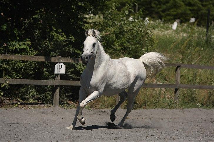 Arabisk fuldblod (OX) Gaysouna billede 13