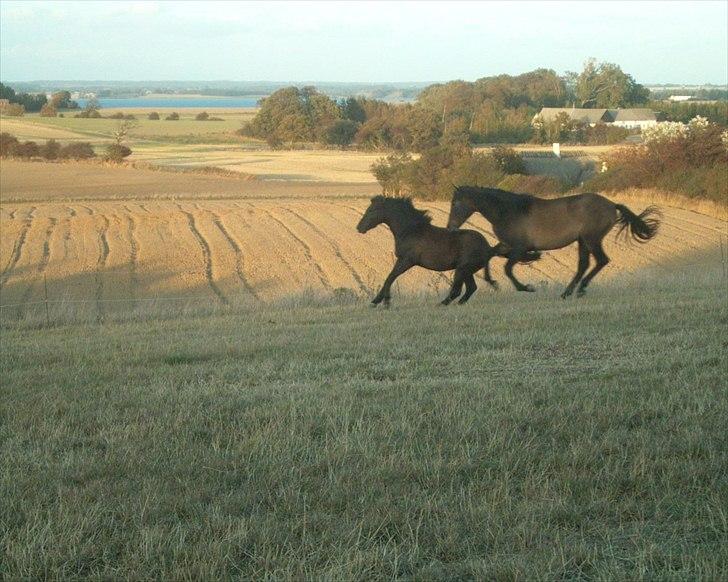 Pura Raza Española Masul de Cava - Masul og Silver i leg billede 2