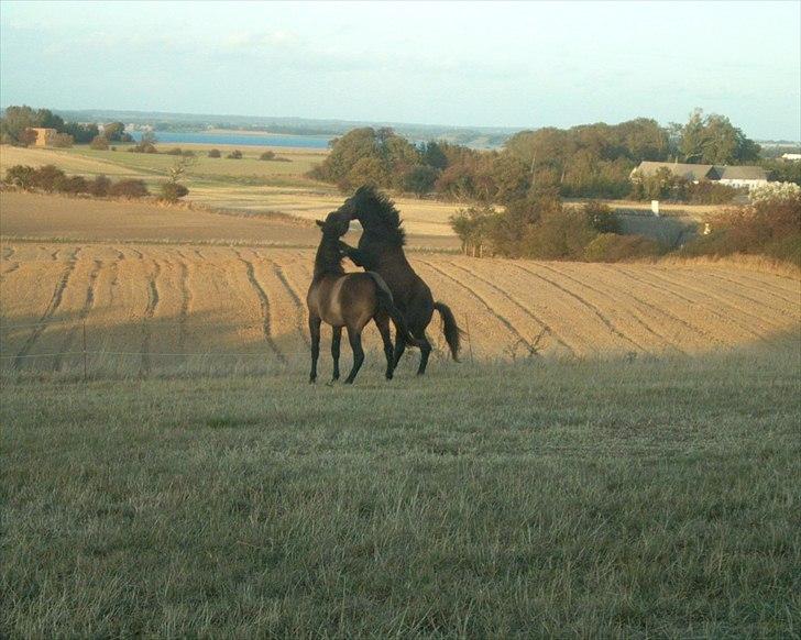 Pura Raza Española Masul de Cava - De er altså bedste venner billede 3