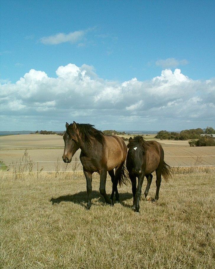 Pura Raza Española Masul de Cava - Vi følges altid ad billede 4