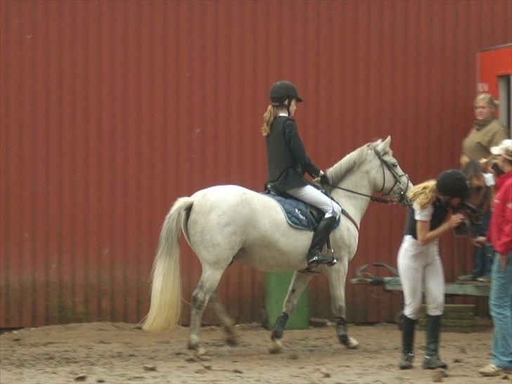 Anden særlig race Viggo - skridter rundt og venter på præmie over rækkelsen! :)<3 billede 18