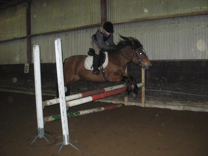 New Forest Cindy |har redet | solgt - Springundervisning - 04.01.2011 billede 6