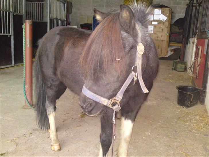 Anden særlig race ferdinand billede 1