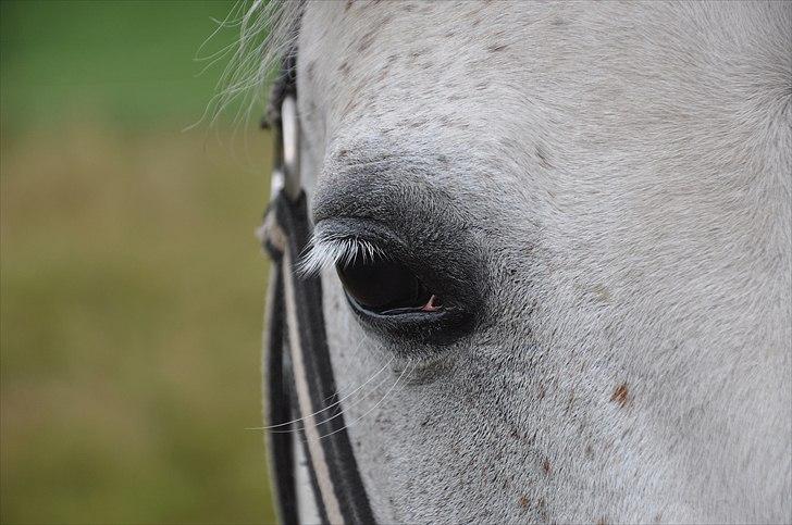 Anden særlig race Skovbjerggårds coxx billede 15