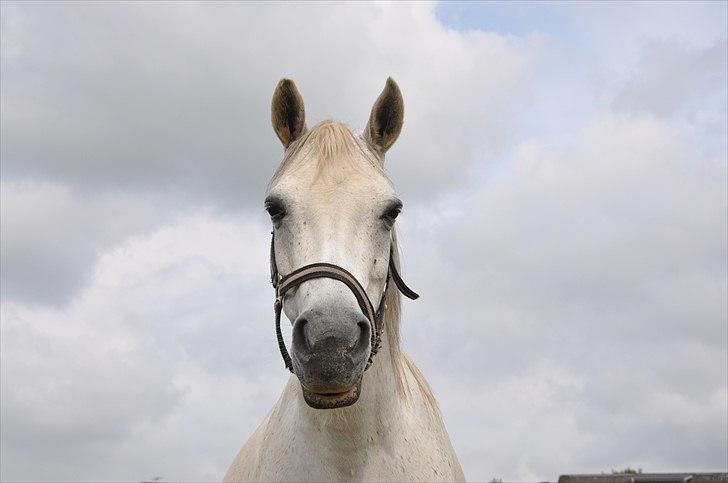 Anden særlig race Skovbjerggårds coxx - COXX! billede 16