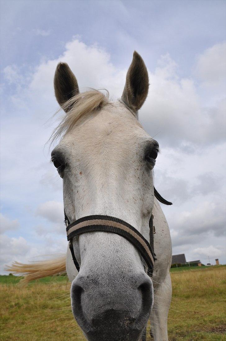 Anden særlig race Skovbjerggårds coxx - Hihi billede 17