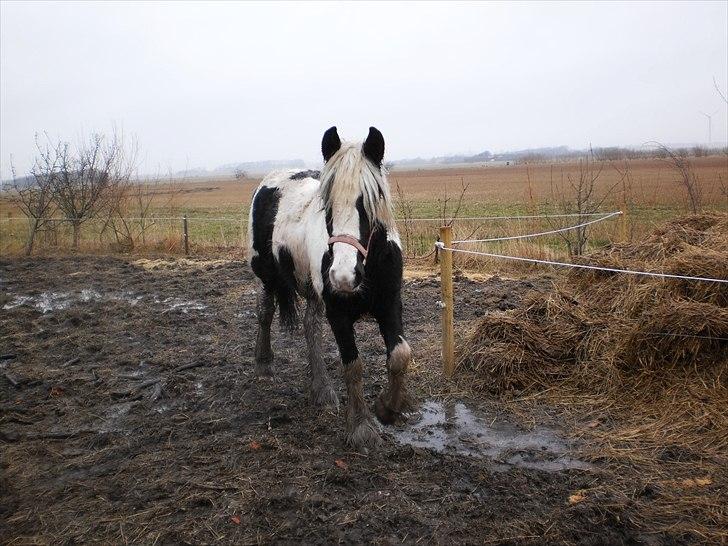 Irish Cob Sascha Eira Snowflake Solgt billede 8