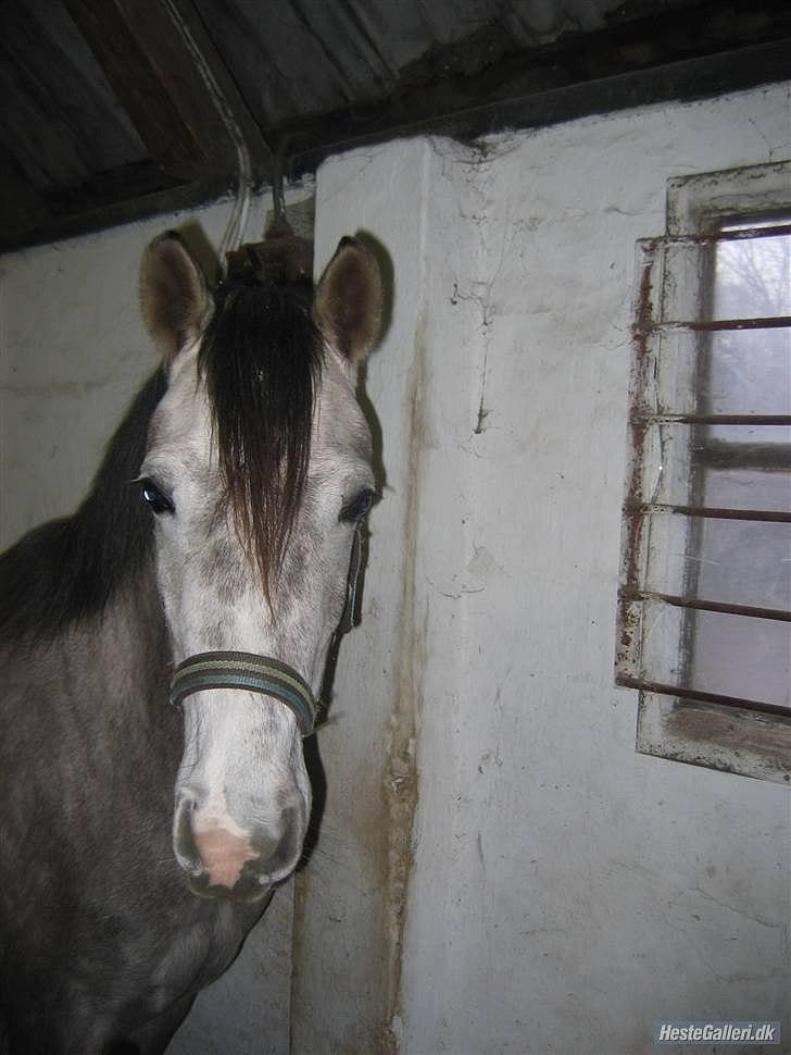 Arabisk fuldblod (OX) howtofly billede 1