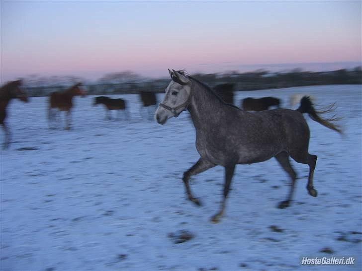 Arabisk fuldblod (OX) howtofly billede 2