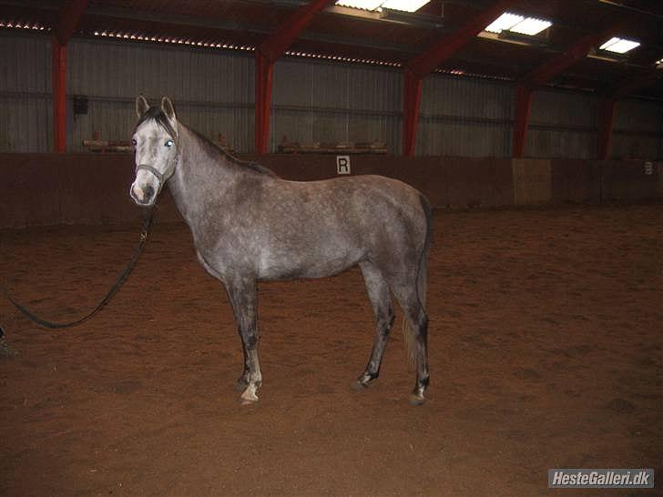 Arabisk fuldblod (OX) howtofly billede 3