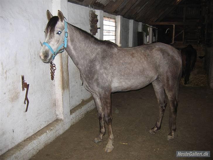 Arabisk fuldblod (OX) howtofly billede 4