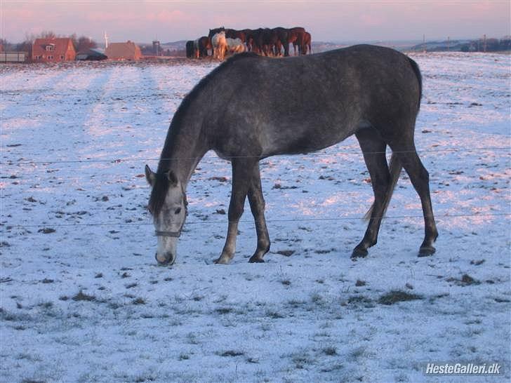 Arabisk fuldblod (OX) howtofly billede 5