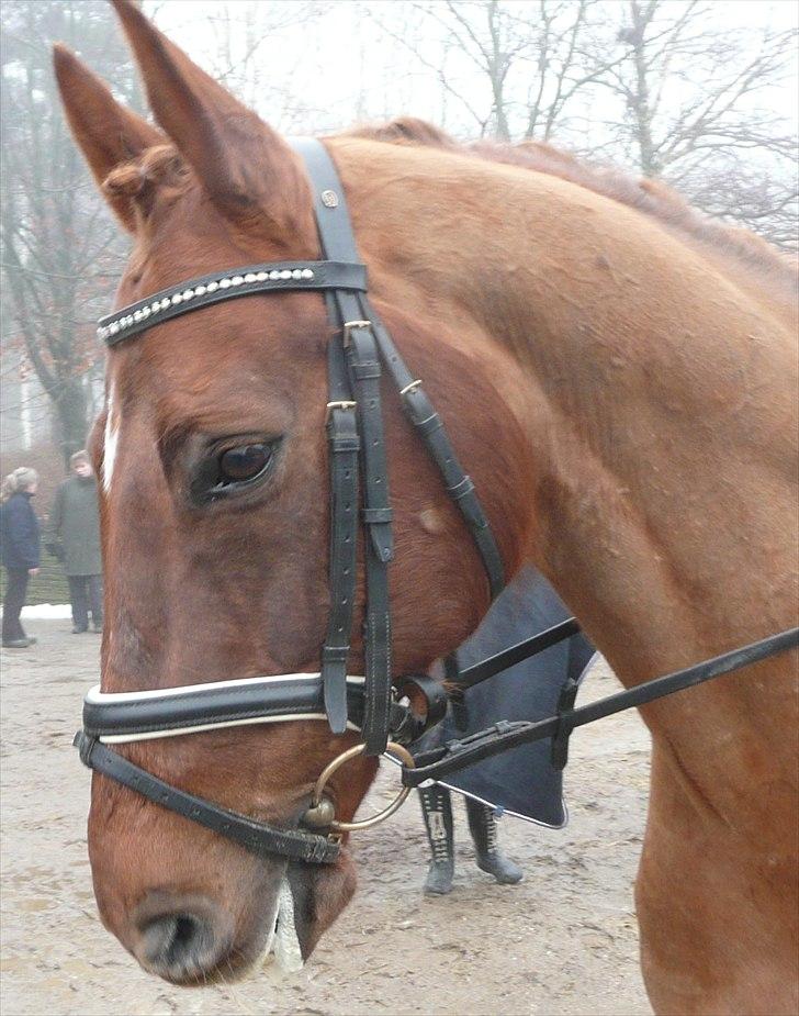 Dansk Varmblod Conquistador billede 12