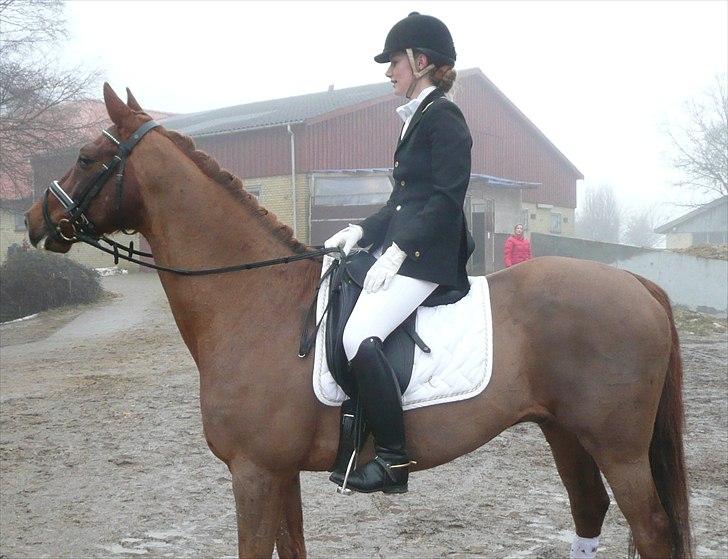 Dansk Varmblod Conquistador billede 13