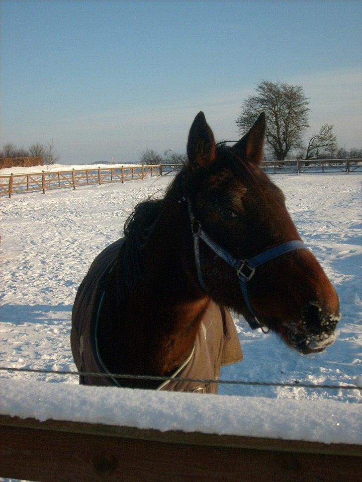Traver Metropolis - Velkommen til Metros Profil :D billede 1