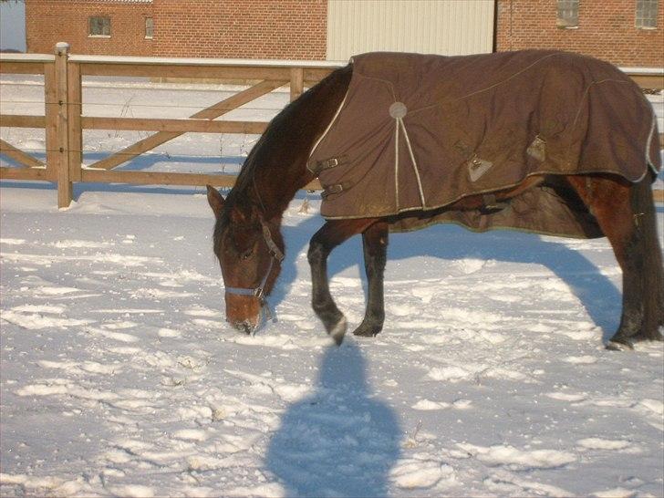 Traver Metropolis billede 2