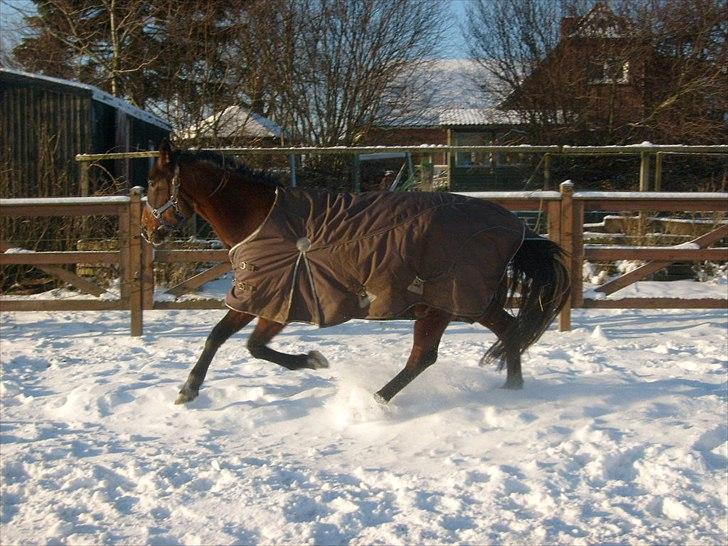 Traver Metropolis billede 3