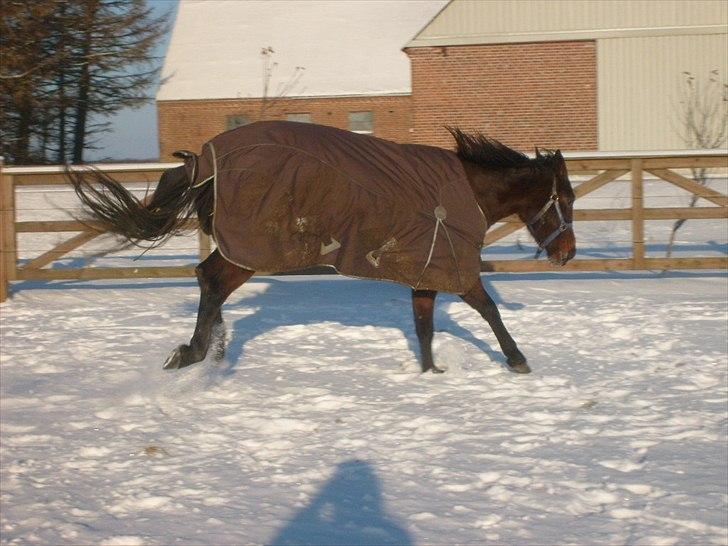 Traver Metropolis billede 4