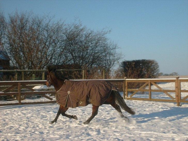 Traver Metropolis billede 5