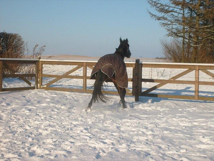 Traver Metropolis billede 6