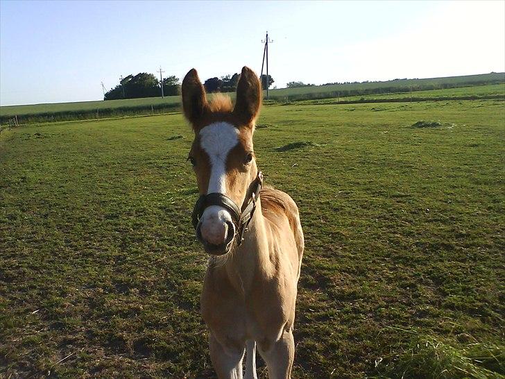 Frederiksborg Romeo - min første dag med grime (: billede 6