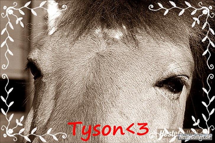 Anden særlig race bispevangens tyson billede 9