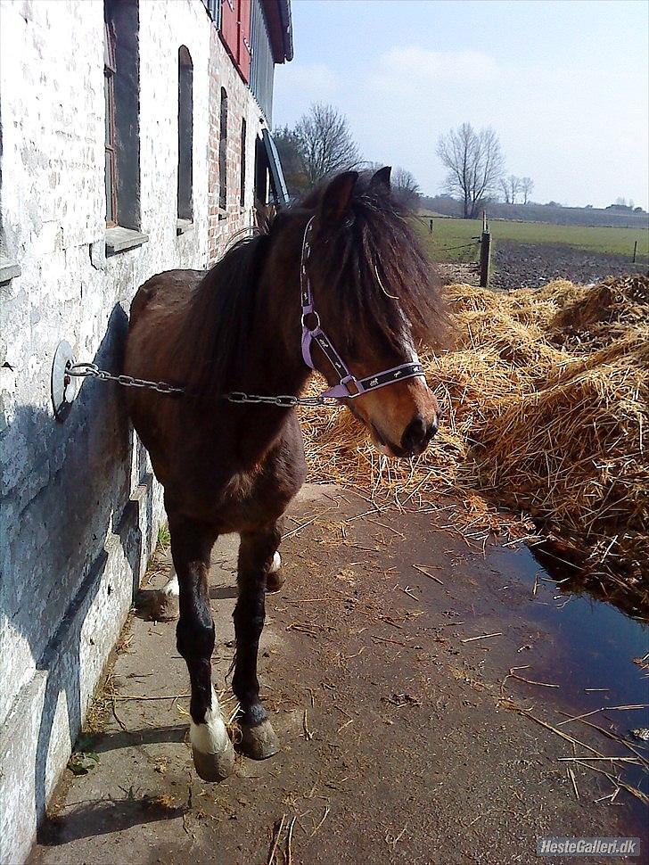 Welsh Pony (sec B) Dusty! Mit eventyr!<3 - Velkommen til Dusty´s profil! Smid en kommentar&Bedømmelse! :)  billede 1