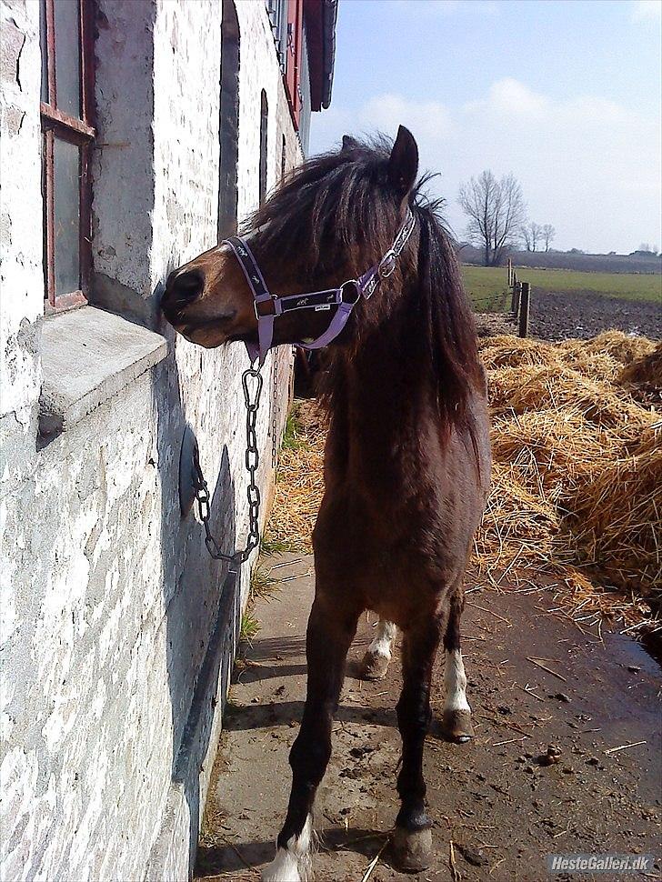Welsh Pony (sec B) Dusty! Mit eventyr!<3 - Er der nogen der inde? :D billede 2