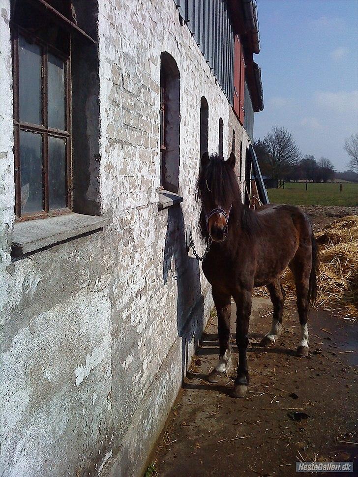Welsh Pony (sec B) Dusty! Mit eventyr!<3 billede 3