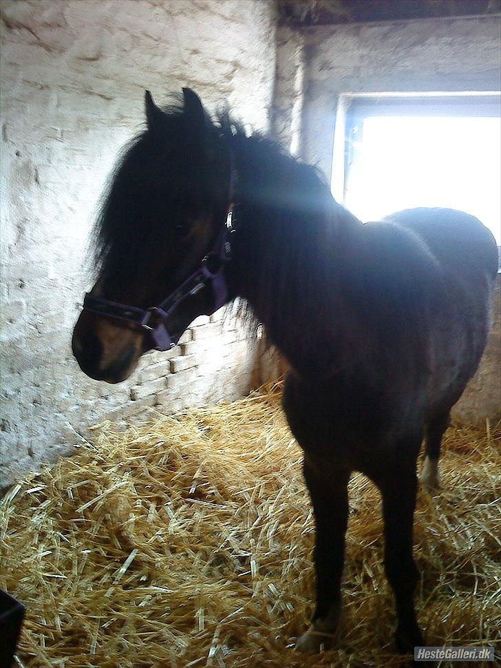 Welsh Pony (sec B) Dusty! Mit eventyr!<3 billede 4