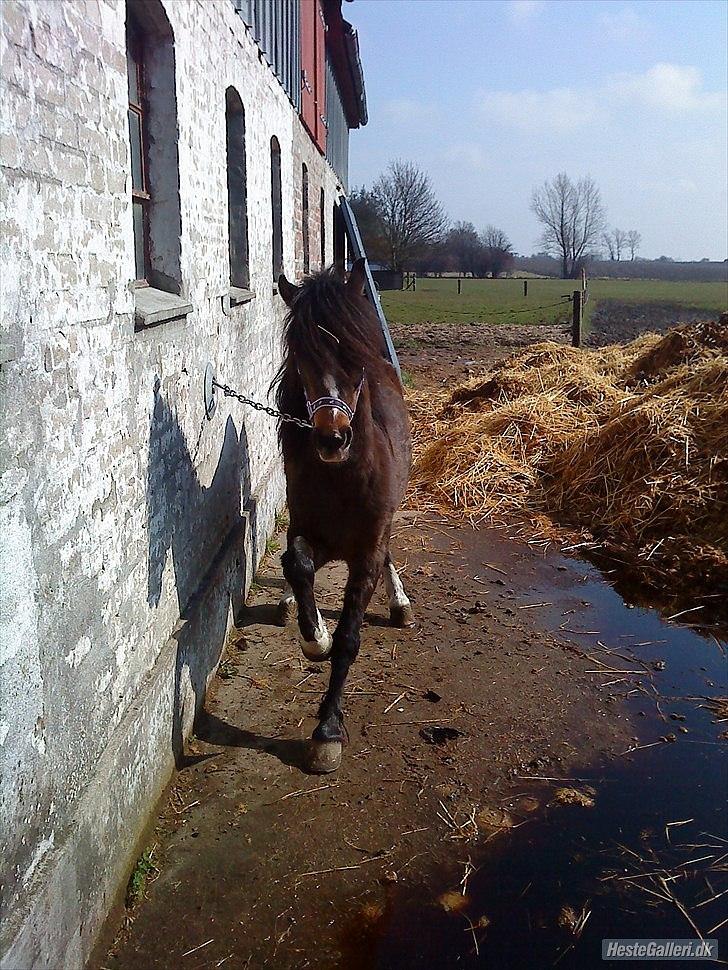 Welsh Pony (sec B) Dusty! Mit eventyr!<3 billede 5