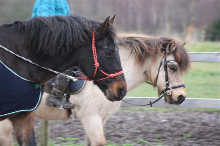 Anden særlig race Augusta - Augusta og Tjalfe  Foto: Maria Laybourn Steiness billede 12